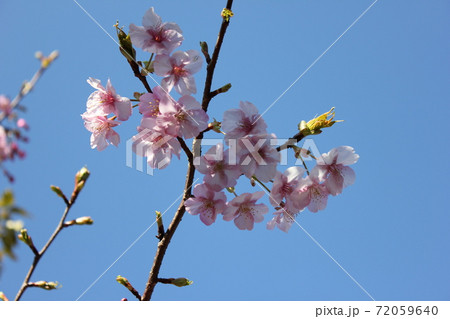 河津桜 *** KAWADU-SAKURA *** 河津桜 *** KAWADU-SAKURA *** 72059640