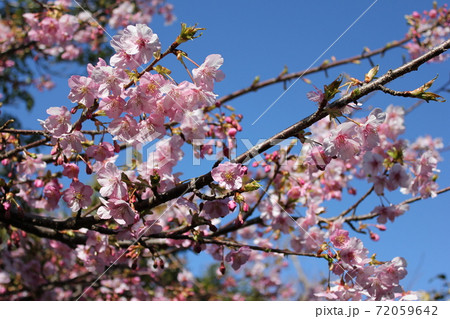 河津桜 *** KAWADU-SAKURA *** 河津桜 *** KAWADU-SAKURA *** 72059642