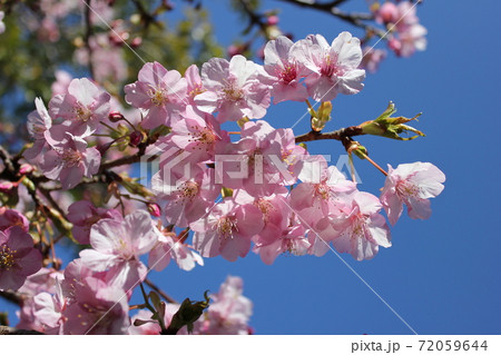 河津桜 *** KAWADU-SAKURA *** 河津桜 *** KAWADU-SAKURA *** 72059644