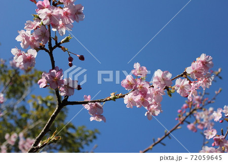 河津桜 *** KAWADU-SAKURA *** 河津桜 *** KAWADU-SAKURA *** 72059645