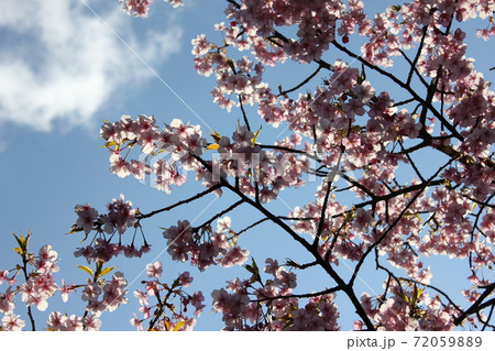 河津桜 *** KAWADU-SAKURA *** 河津桜 *** KAWADU-SAKURA *** 72059889