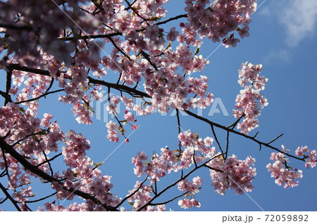 河津桜　＊＊＊　KAWADU-SAKURA　＊＊＊ 72059892