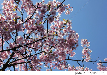 河津桜 *** KAWADU-SAKURA *** 河津桜 *** KAWADU-SAKURA *** 72059893