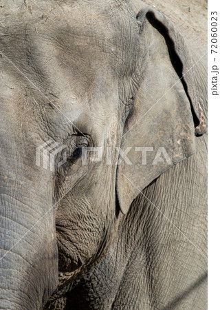ゾウの顔 72060023