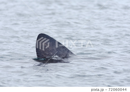 1 - Left to right basking shark dorsal fin, emerging from the sea 1 - Left to right basking shark dorsal fin, emerging from the sea 72060044