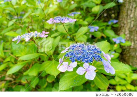 梅雨の晴れ間のあじさいの花 72060086