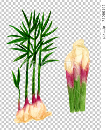Watercolor illustration of leaf ginger 72060165