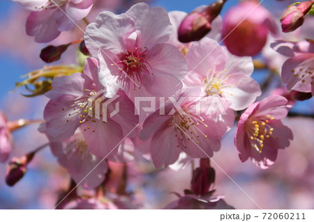 河津桜 *** KAWADU-SAKURA *** 河津桜 *** KAWADU-SAKURA *** 72060211