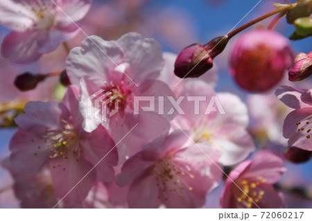 河津桜 *** KAWADU-SAKURA *** 河津桜 *** KAWADU-SAKURA *** 72060217
