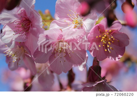 河津桜 *** KAWADU-SAKURA *** 河津桜 *** KAWADU-SAKURA *** 72060220