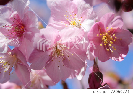 河津桜 *** KAWADU-SAKURA *** 河津桜 *** KAWADU-SAKURA *** 72060221