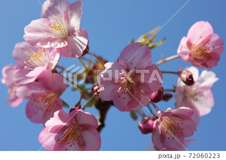 河津桜 *** KAWADU-SAKURA *** 河津桜 *** KAWADU-SAKURA *** 72060223