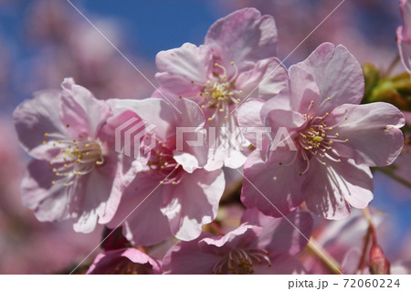 河津桜 *** KAWADU-SAKURA *** 河津桜 *** KAWADU-SAKURA *** 72060224