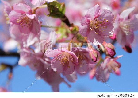 ⭐︎SAKURA KUSH⭐︎ 1G 【絵画】　F3サイズ ⭐︎SAKURA KUSH⭐︎ 1G 【絵画】 F3サイズ ⭐︎SAKURA KUSH