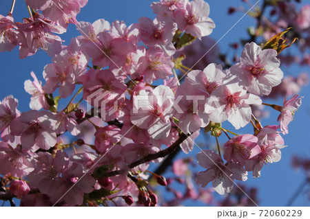 河津桜 *** KAWADU-SAKURA *** 河津桜 *** KAWADU-SAKURA *** 72060229