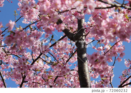 河津桜 *** KAWADU-SAKURA *** 河津桜 *** KAWADU-SAKURA *** 72060232