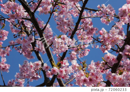 河津桜 *** KAWADU-SAKURA *** 河津桜 *** KAWADU-SAKURA *** 72060233