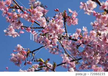 河津桜 *** KAWADU-SAKURA *** 河津桜 *** KAWADU-SAKURA *** 72060235