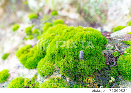 竹林の苔むした岩とダンゴムシ 72060324