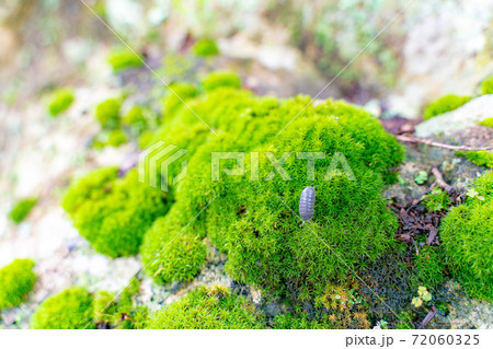 竹林の苔むした岩とダンゴムシ 72060325