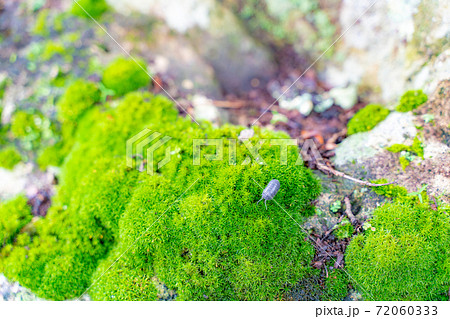 竹林の苔むした岩とダンゴムシの写真素材