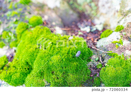 竹林の苔むした岩とダンゴムシ 72060334