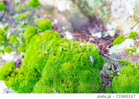 竹林の苔むした岩とダンゴムシ 72060337