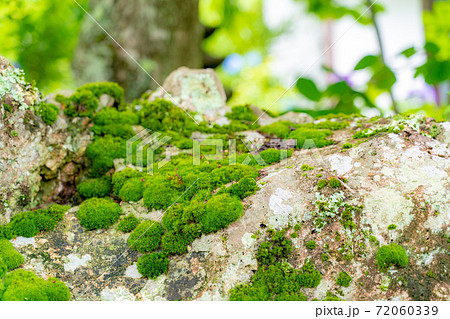 竹林の苔むした岩とダンゴムシ 72060339