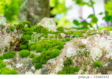 竹林の苔むした岩とダンゴムシ 72060342