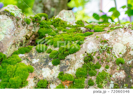 竹林の苔むした岩とダンゴムシ 72060346