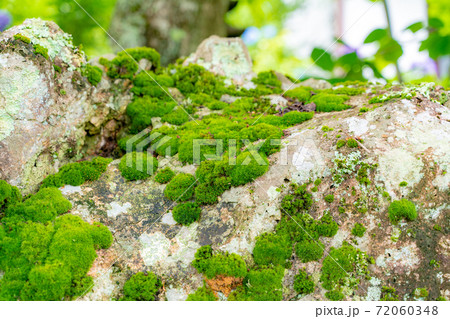 竹林の苔むした岩とダンゴムシ 72060348