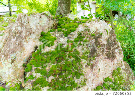 竹林の苔むした岩とダンゴムシ 竹林の苔むした岩とダンゴムシ 72060352