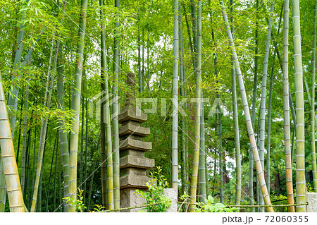 竹林の苔むした岩とダンゴムシ 竹林の苔むした岩とダンゴムシ 72060355