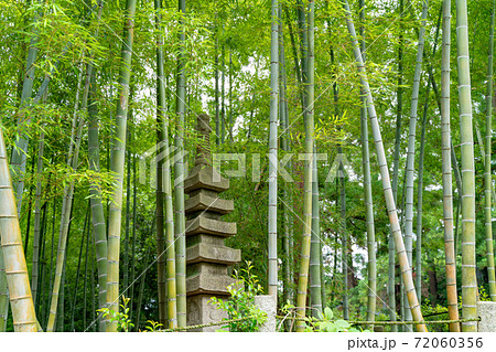 竹林の苔むした岩とダンゴムシ 72060356