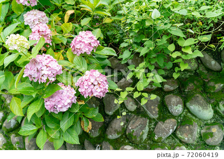 梅雨の晴れ間のあじさいの花 72060419