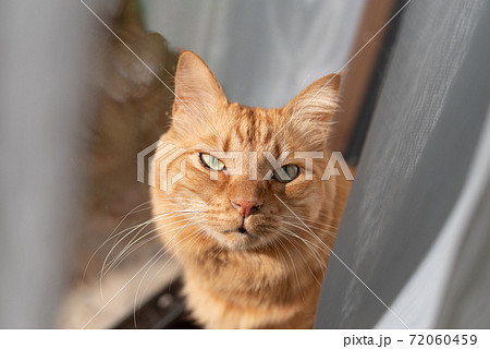 窓辺の猫 茶トラ猫の写真素材