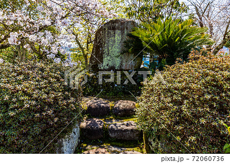 (静岡県)韮山・蛭ケ島公園(蛭ヶ小島) 春 (静岡県)韮山・蛭ケ島公園(蛭ヶ小島) 春 72060736