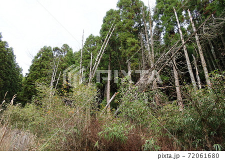 手入れがされず荒れた森林の写真素材