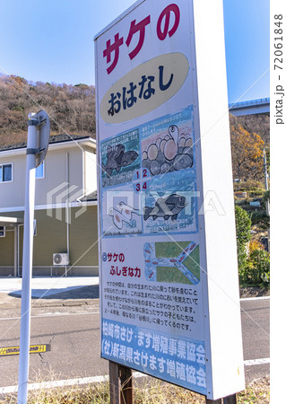 さけの遡上の説明が書かれた看板 72061848