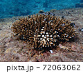 Fish swimming in sea water with corals, nature photography 72063062