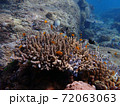 Fish swimming in sea water with corals, nature photography 72063063