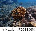 Fish swimming in sea water with corals, nature photography 72063064