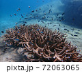 Fish swimming in sea water with corals, nature photography 72063065