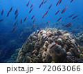 Fish swimming in sea water with corals, nature photography 72063066