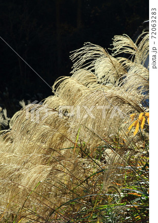 揺れる枯れ尾花 72063283