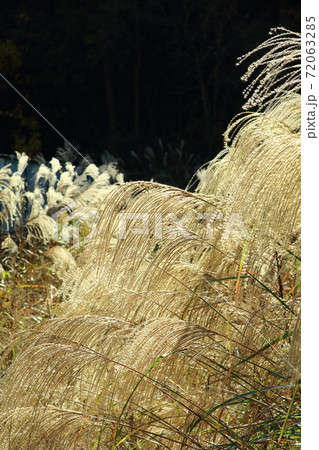 枯れ尾花 72063285