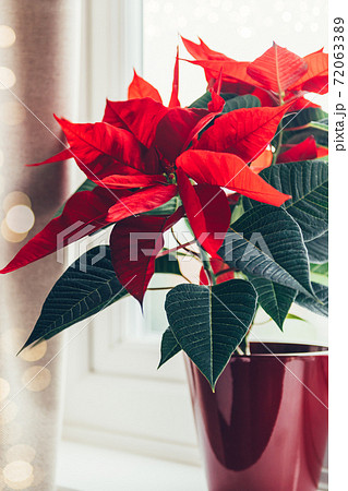 Christmas Poinsettia in ceramic pot 72063389