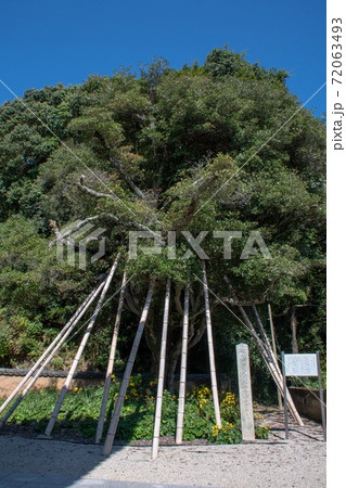 岡山県井原市高山寺の井原市指定記念物モッコク 72063493