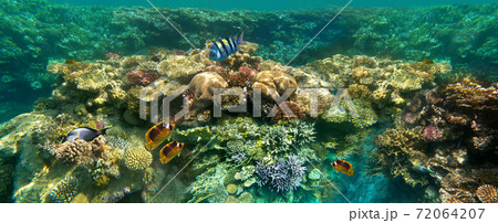 Underwater world. Coral fishes of Red sea. Underwater world. Coral fishes of Red sea. 72064207