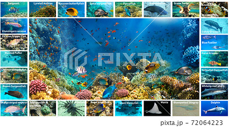 collage of underwater images. Collection of tropical fishes collage of underwater images. Collection of tropical fishes 72064223
